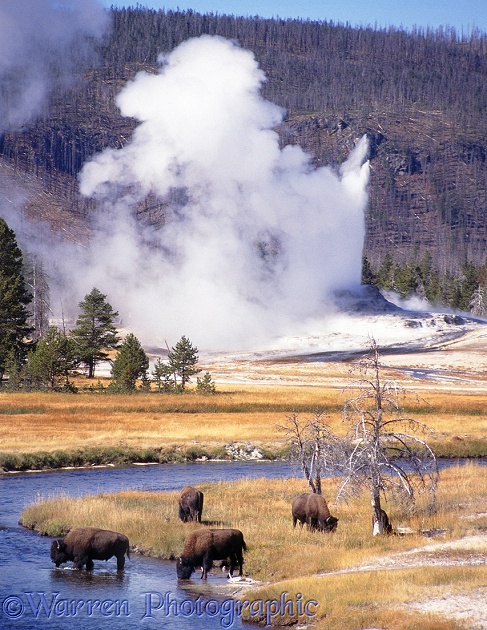 Bison (Bison bison).  Yellowstone, USA