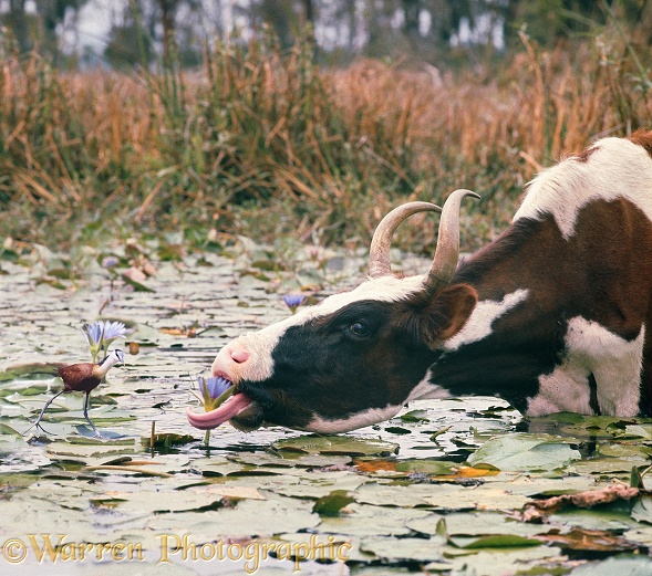 African Jacana (Actophilornis africanus) watching a cow eat a water lily in lake Naivasha.  Kenya