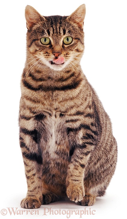 Striped tabby female cat Tabitha, sitting with tongue out, white background