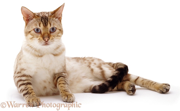 Blue-eyed Sepia-spotted Bengal male cat Lynx, lounging, white background