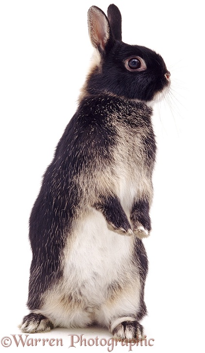 Black Tan Netherland Dwarf rabbit doe, standing up tall, white background
