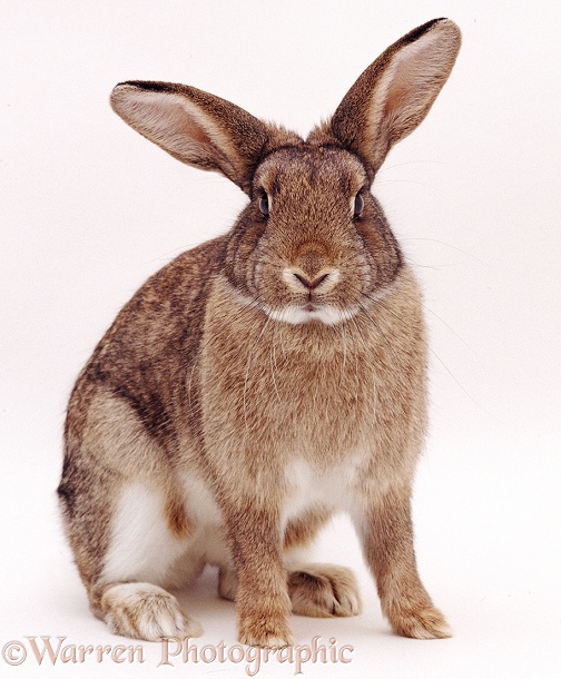 Agouti domestic rabbit doe, white background