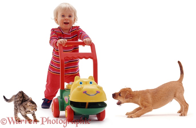 Siena with hippo walker and pets, white background