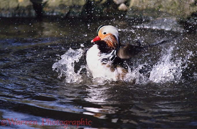 Mandarin Duck (Aix galericulata) drake bathing