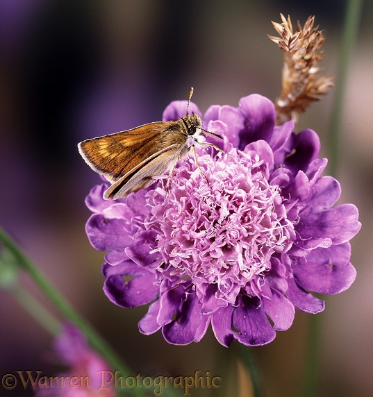 Lulworth Skipper (Thymelicus acteon) female on Field Scabious