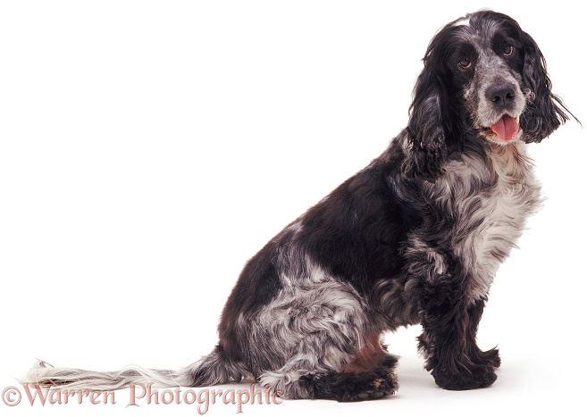 Blue Roan Cocker Spaniel Fidget, white background