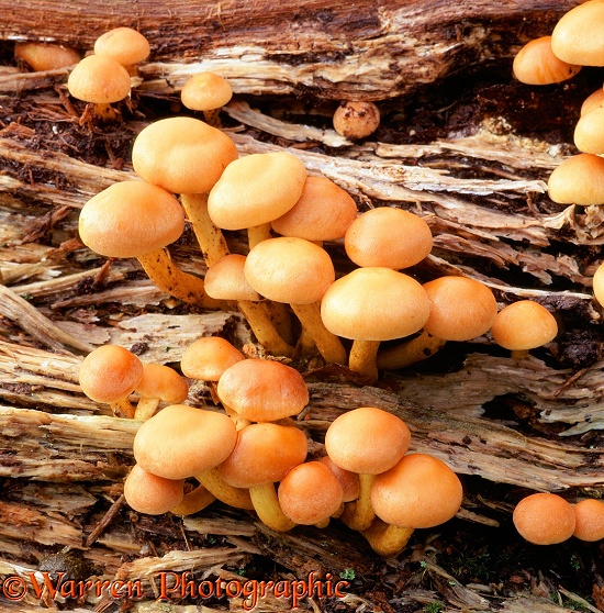 Sulphur Tuft Fungi (Hypholoma fasciculare)