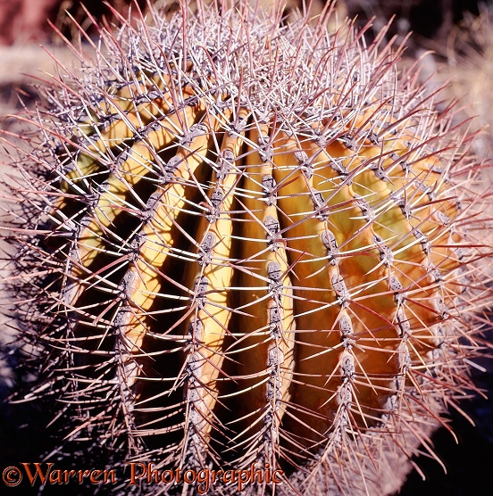 Coville's Barrel Cactus (Ferocactus covillei).  North America