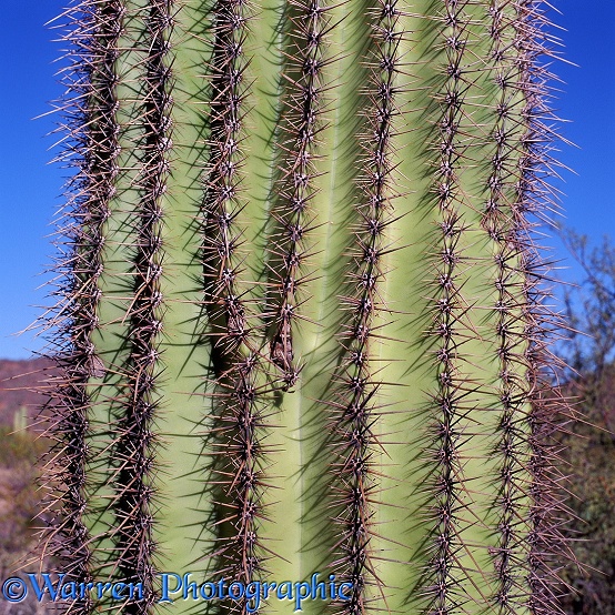 Saguaro Cactus (Carnegiea gigantia) spines.  Sonoran Desert, N. America