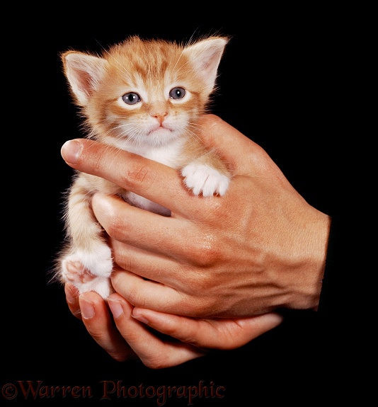 Ginger kitten in hands