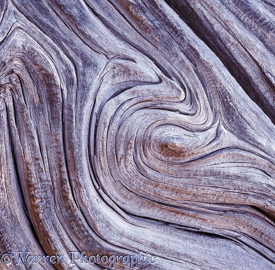 Wood grain.  Nevada, USA