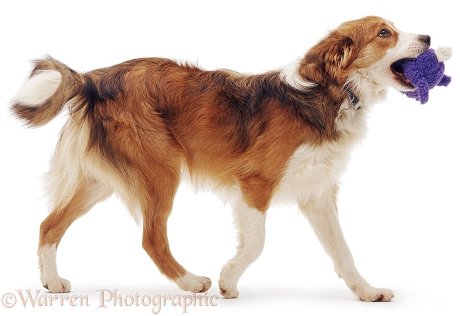 Border Collie dog Bobby, walking and carrying a soft toy, white background