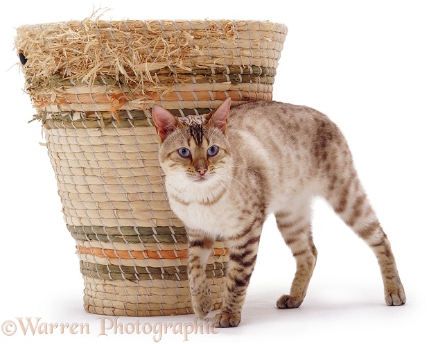 Blue-eyed Sepia-spotted Bengal male cat Lynx, rubbing against a basket, white background