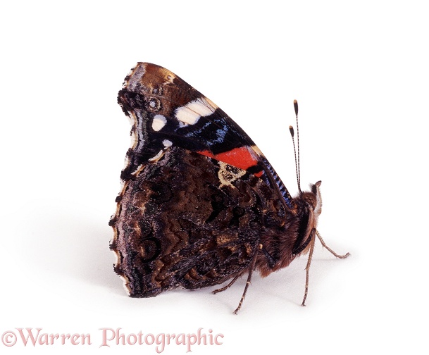 Red Admiral Butterfly (Vanessa atalanta) at rest with wings closed, white background