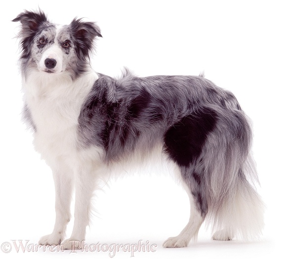 Blue merle Border Collie, Misty, white background