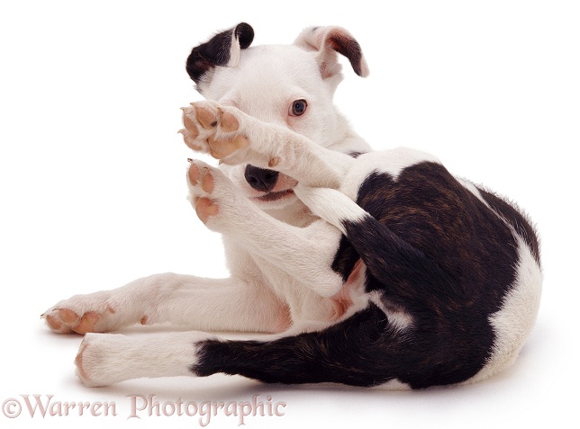 Black-and-white Staffie-cross pup, Becks, white background