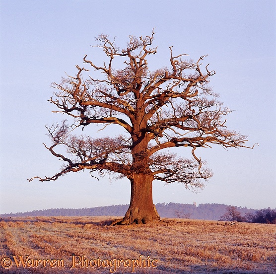 English Oak (Quercus robur) - Winter 2002.  Surrey, England