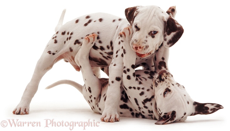 Dalmatian pups, 7 weeks old, in dominance dispute, white background