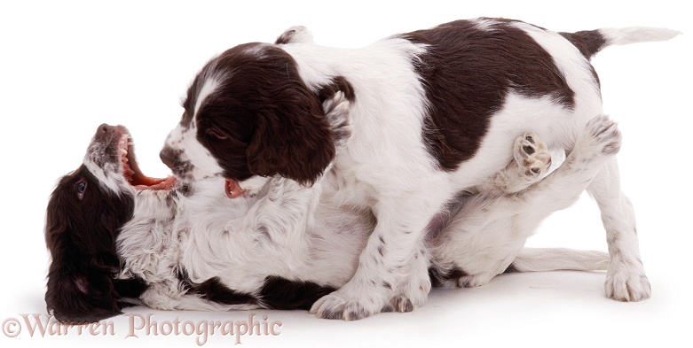 English Springer Spaniel pups, 7 weeks old, in dominance dispute, white background