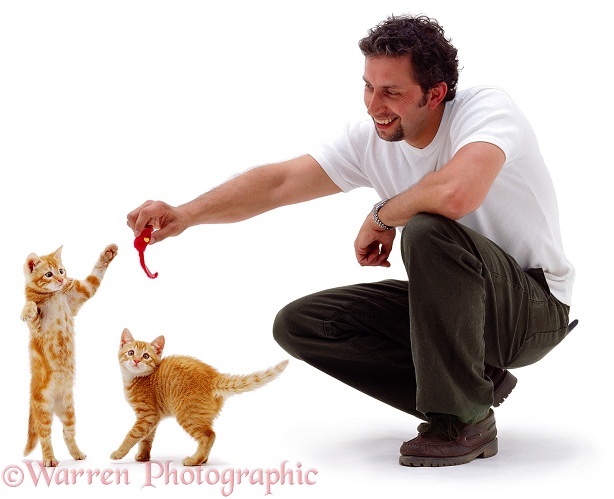 Shaun with ginger kittens, white background
