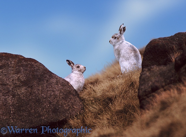 Mountain Hares (Lepus timidus)