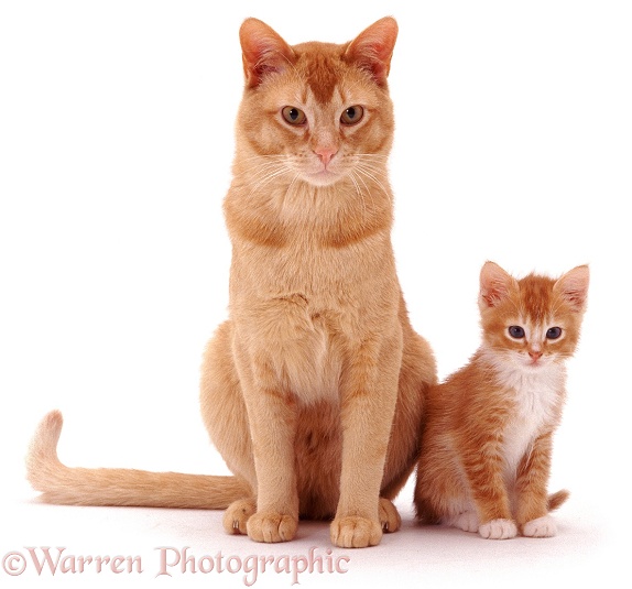 Red Burmese cat, Ozzie, and his red female kitten, 7 weeks old, white background