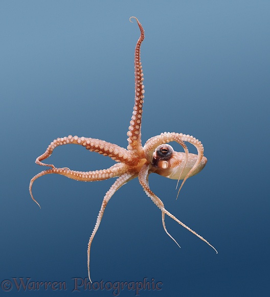 Octopus (Octopus macropus)
