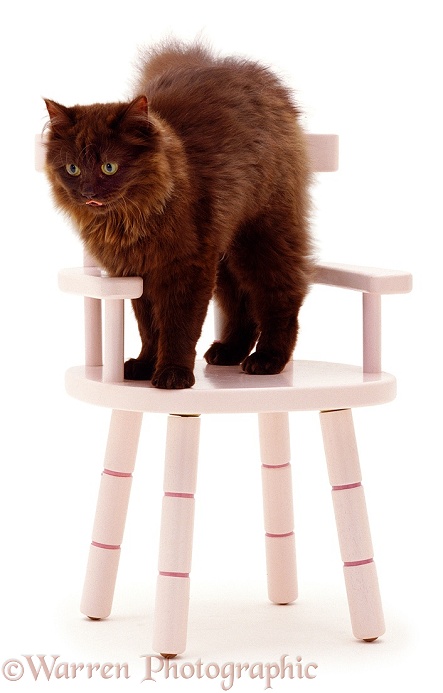 Chocolate Persian-cross female cat Chloe, 6 months old, white background