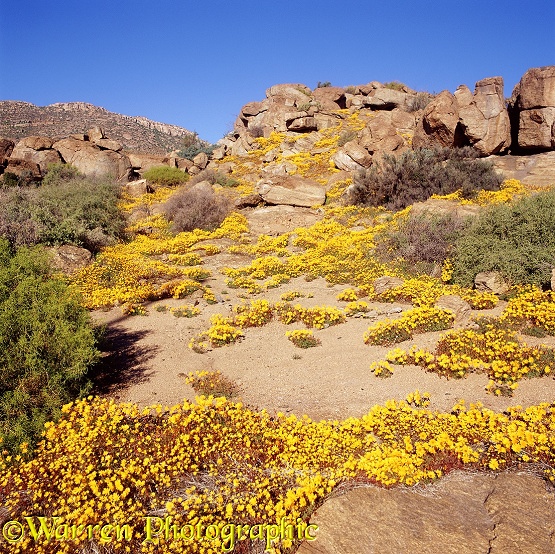Desert in bloom. Osteospermum pinnatum flowers.  South Africa