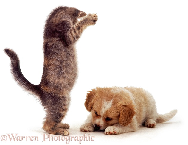 Playful blue tabby kitten, about to pounce on Cavalier x Spitz puppy. Both 8 weeks old, white background