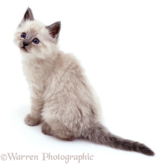 Colourpoint kitten looking up, white background