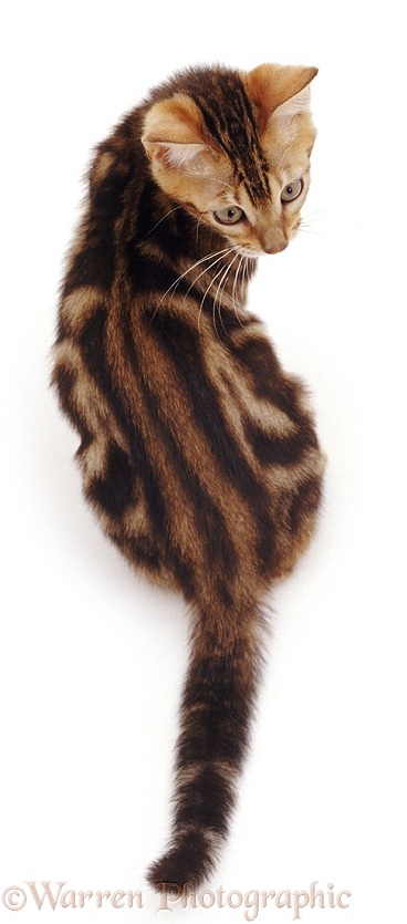 Young brown marble Bengal cat Spike, white background
