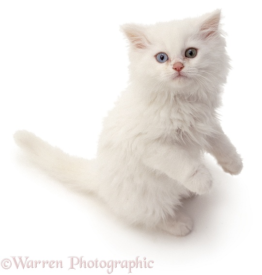White kitten, white background