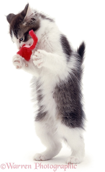 Kitten standing with toy, white background