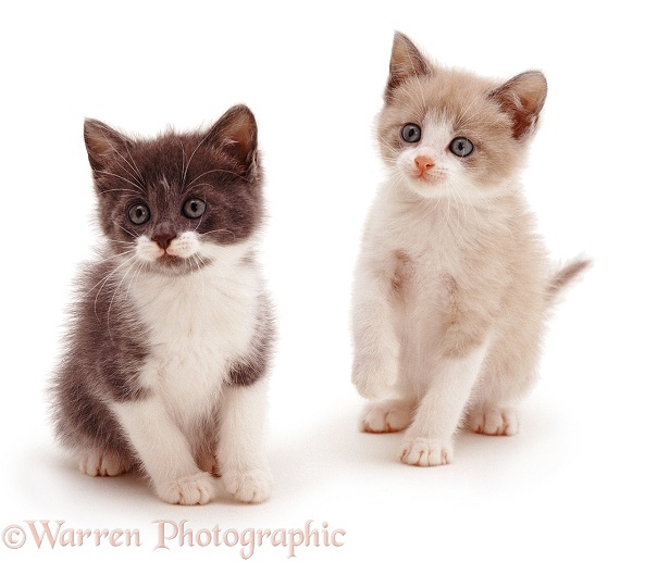 Two cute kittens, white background