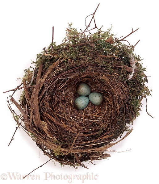 Nest and eggs of a Blackbird (Turdus merula), white background