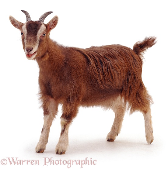 Goat standing, white background