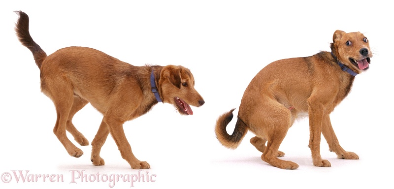 Lakeland Terrier x Border Collie, Topper, chasing and being chased, white background