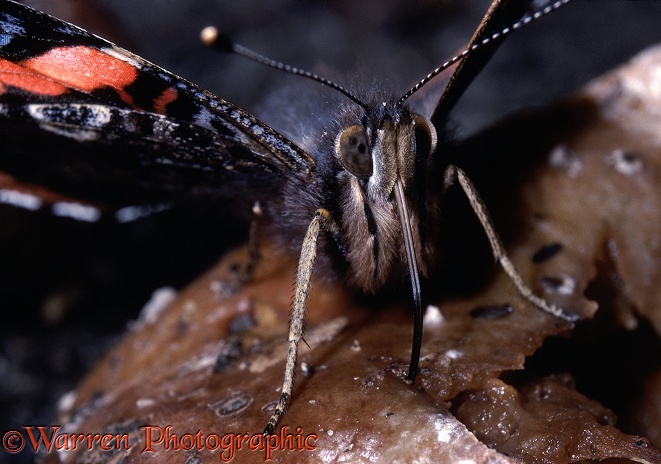 Red Admiral Butterfly (Vanessa atalanta) feeding on rotten apple