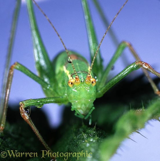 Speckled Bush Cricket (Leptophyes punctatissima) with dew drops