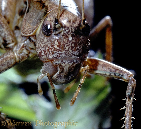 Dark Bush Cricket (Pholidoptera griseoaptera) male showing ear on font tibia.  Europe