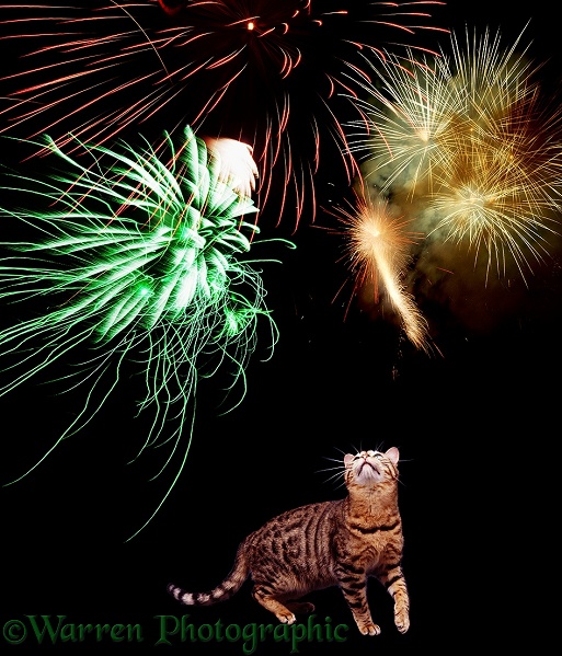 Cat watching fireworks