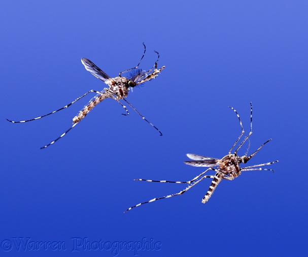 Mosquitoes (Theobaldia annulata) male and female in flight