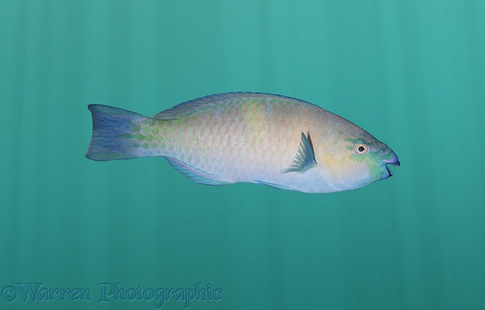 Hawaiian Parrotfish (Scarus perspicillatus)