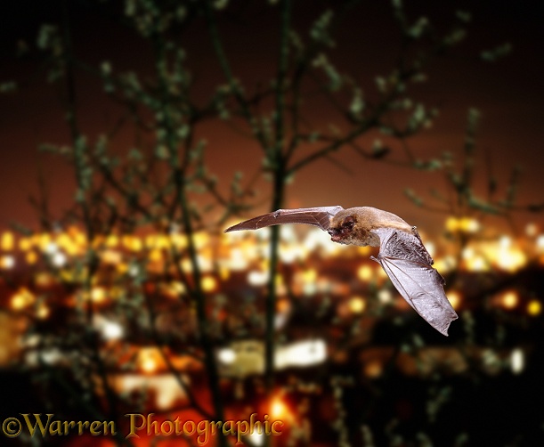 Pipistrelle (Pipistrellus pipistrellus) in flight over the lights of a city.  Europe