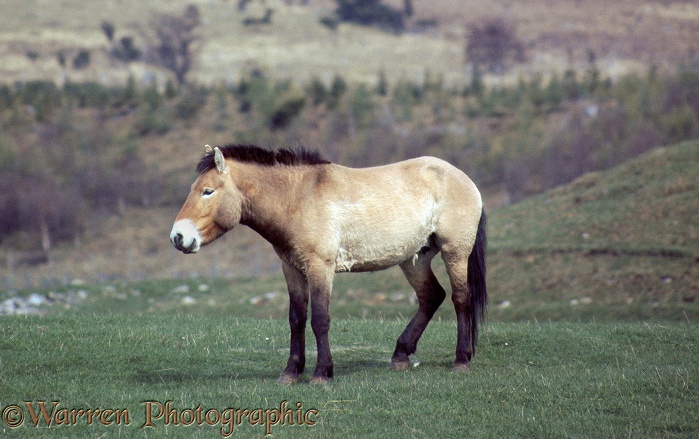 Mongolian Wild Horse (Equus ferus przewalskii)