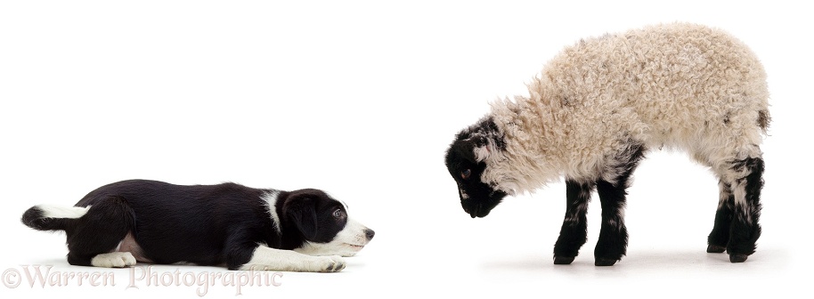 Border Collie x NZ Hunterway pup Fly, 10 weeks old, in typical herding stance giving a lamb the Collie eye, white background