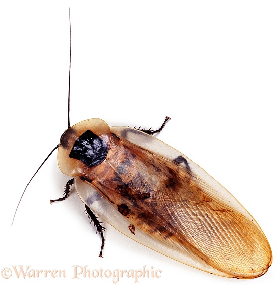 Giant Cockroach (Blaberus giganteus).  South America, white background