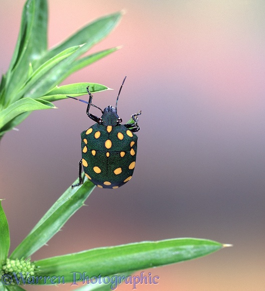 Spotted bug