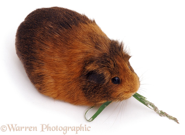Rather stout elderly sow Guinea pig, Patsy, white background